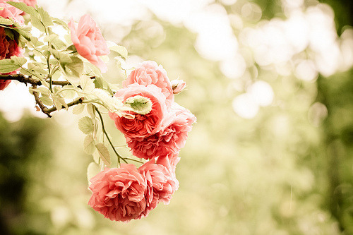 XXX ♥Scarlette Rose♥ photo
