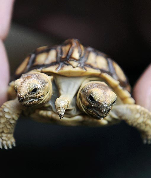 the-absolute-best-posts:  Not all animals are cute but these mutant animals are pretty