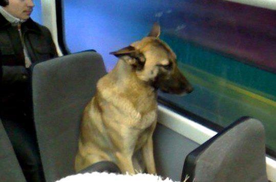 queermobile-deactivated20130906:   This dog frequently rides a street car in the