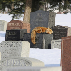 c0cainee:  sharingneedles:  stopgivin-up:  The owner of this fox died 5 years ago and every day at 3 o’clock the fox visits his owners grave to mourn.  that is probably a random ass fox  hahahaha 