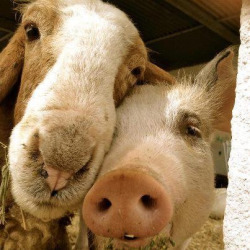 vegan-gelical:  omfg this must qualify for the most awesomest picture in the history of the universe!! they make my heart sing!! &lt;3 &lt;3 xoxoxoxoxo 