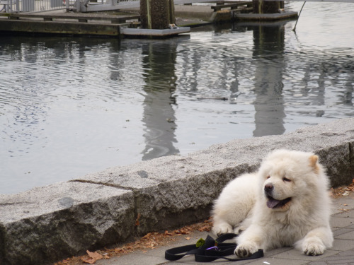 Walking in Coal Harbour (by traceylikesyou)