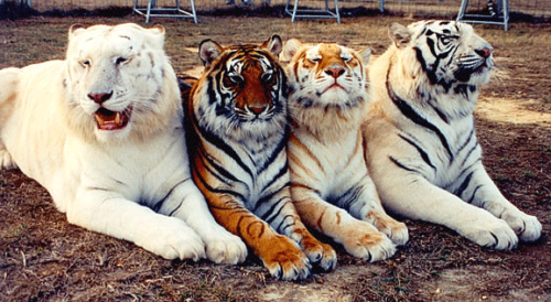 merlinfanatic77:biinarykid:wtfrobin:oflivingthings:Snow White. Bengal. Golden. White.Oh hell yeah th