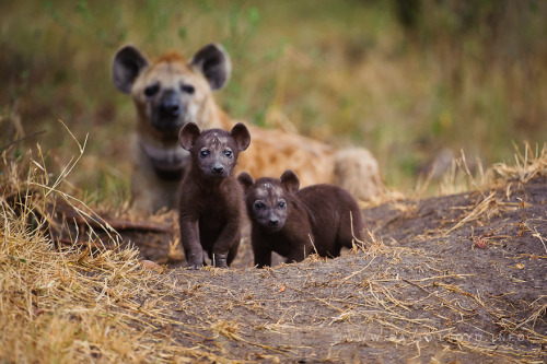 twothunderbirds: Hyena Pups (by David Lloyd)