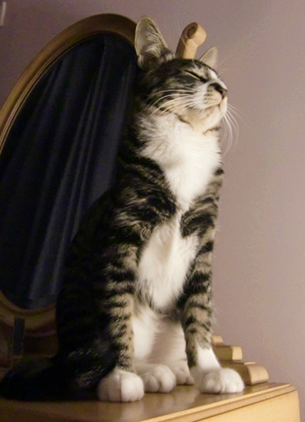 Kitty In Love