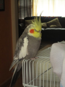 fat-birds:  Jenna: Hi, I have a very fat cockatiel named Honpun. Everyone who sees him laughs and says DAMN that is a fat bird. Even the vet laughs. He is 12 years old, very healthy and I have about a million pictures of him being a big fat bird. Here’s