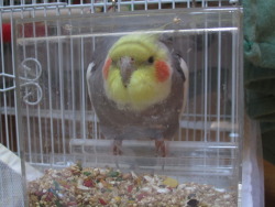 fat-birds:  Jenna: Honpun in his box feeder. Jenna, you should make a Tumblr and make a blog for Honpun! I would totally follow it :D