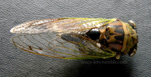 Dorsal view of my specimen.