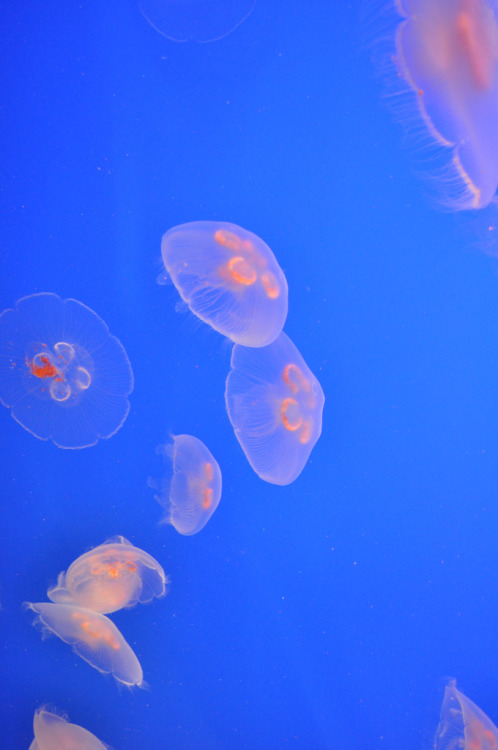 anotic:  Vancouver Jellies