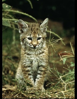 Young Bobcat (No, Not Goldthwait)