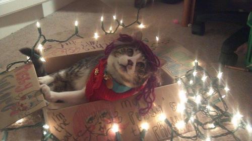 casinpanties:  we dressed my cat up and made him a parade float  and he’s so happy.