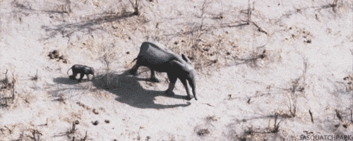 thingsthatlooklikeellie:  greeneyesnblueskies:  tattooed-veins:  thelegendofbri:  the little one runs straight into a tree. so fucking cute.   holy fuck. i think i have elephant feels.  He was texting  Go home Elephant, you’re trunk. 