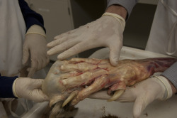  paw of a tiger being compared to a human