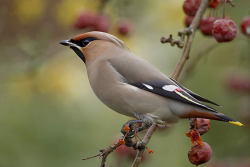 Cedar Waxwing