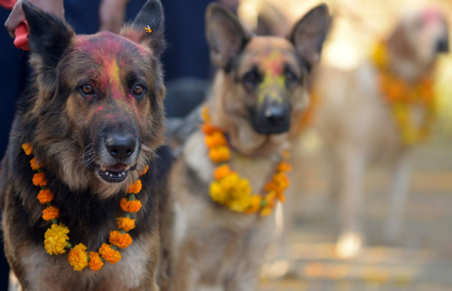 Honoring man’s best friends….Nepal