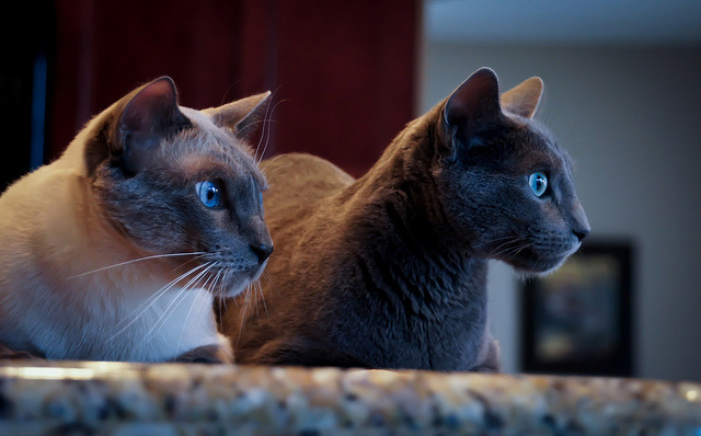 meow.
