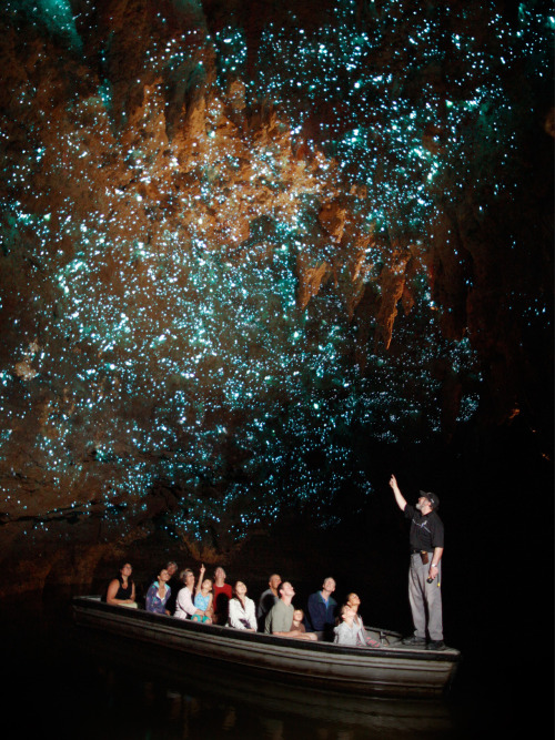 sciencesoup:  Waitomo Glowworm Caves For over one hundred years, millions of tourists have flocked to the ancient limestone Waitomo Caves on New Zealand’s North Island, where stunning species of fungus gnat called Arachnocampa luminosa live. The genus