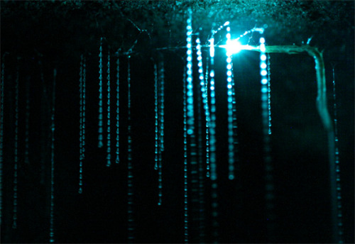 sciencesoup:  Waitomo Glowworm Caves For over one hundred years, millions of tourists have flocked to the ancient limestone Waitomo Caves on New Zealand’s North Island, where stunning species of fungus gnat called Arachnocampa luminosa live. The genus