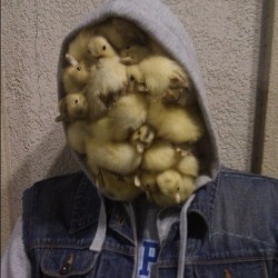 the-sarcastic-robot:  mathsdebater:  sowhere-smycandy:  Duck face  omfg  I guess you can say that they’re a real  [puts on sunglasses] chick magnet  