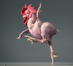 theanimalblog:  A featherless chicken mid-stride.