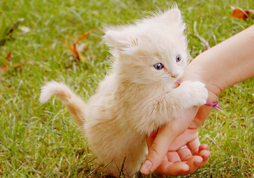 mochacafe:  via 19-ninefeethigh 