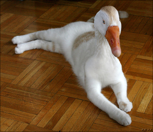 ballsacks5thavenue:  underthemistletoewbabieswrabies:  most terrifying thing i have
