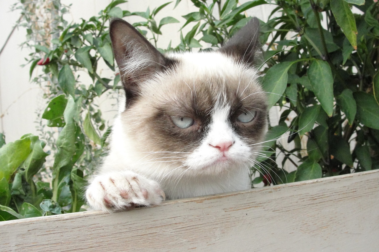 The Daily Grump | November 15, 2012