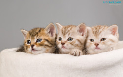 Kittens ฅ^•ﻌ•^ฅ