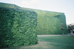 whisped:  prison ivy by Sophie O Underdown Lester on Flickr.