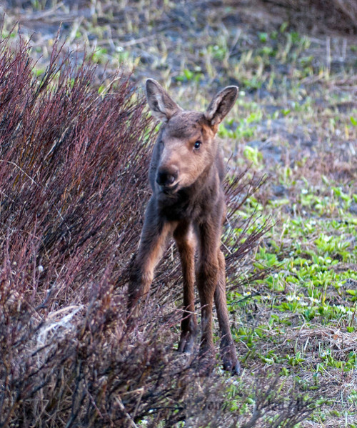 Baby Moose (via FotoEffects Photography - Judy Horton)