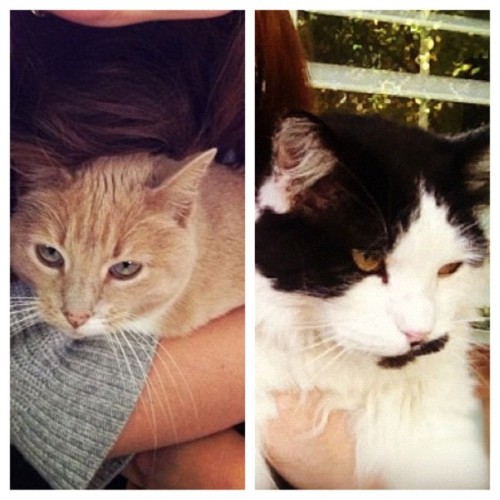 I mean&hellip; A kitty match made in heaven? I think so. @hannahwalke #itshappening #meow #meank