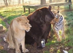 tinker-timelord-detective-doctor:  lockwie:  disfordisney1:  zatnikatel:  earthandanimals:  “Leo the lion, Shere Khan the tiger and Baloo the bear were found together as cubs during a police raid of a drug baron’s home in Atlanta. When the young trio