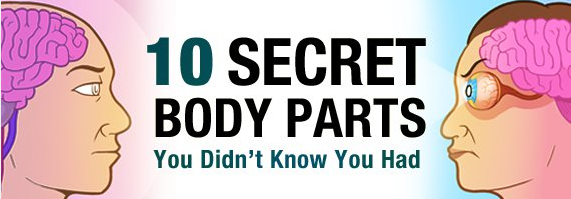 collegehumor:  Almost Reading: 10 Secret Body Parts You Didn’t Know You Had [Click