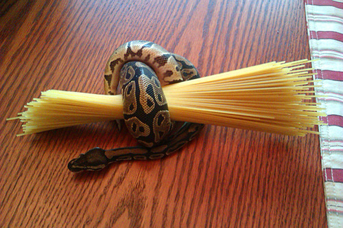 bluestalking-fox:OH MY GOD A SNAKE AROUND SOME SPAGHETTI