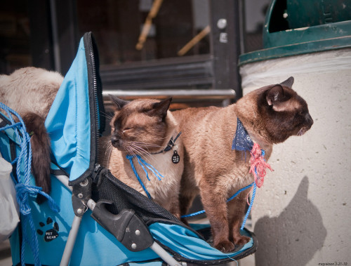 3 cats in a stroller (via ihtc)