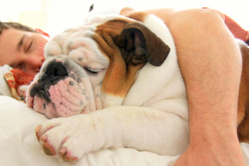 Porn photo English Bulldog Love