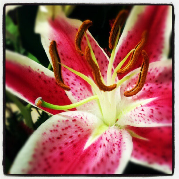 #nature #flower #lily #stamen