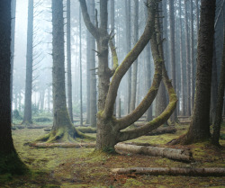 naturepunk:  Oregon Forest, 2012