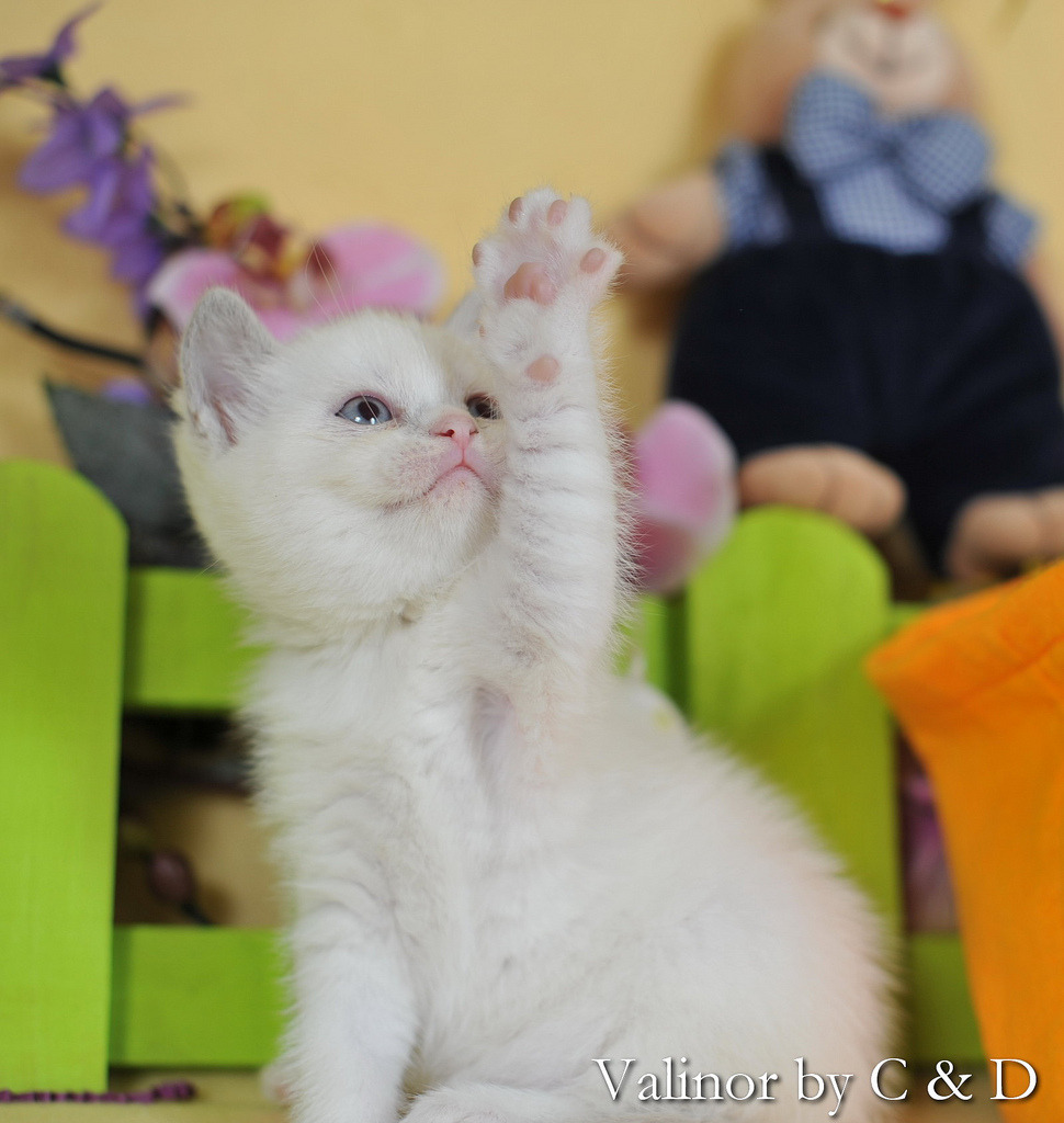 MostlyCatsMostly