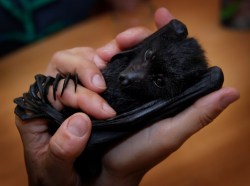 asklelemonylenny:  f1ounder:  5tarbur5t:  OH MY GOD   ew omfg i hate bats  THEN WHY REBLOG IT? TAKE YOUR BAT HATE SOMEONE ELSE, THIS IS ADORABLE.