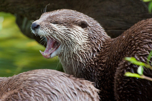 worldlyanimals:  Yawning Otter (Dark-Ness85)