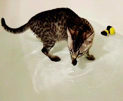 kittycatdaily