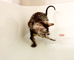 kittycatdaily