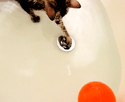 kittycatdaily