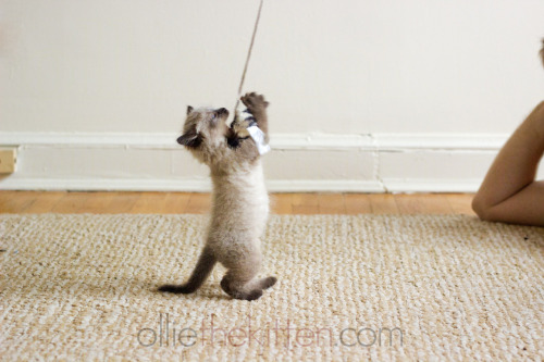 Weee&ndash; PLOP. Welp, that didn&rsquo;t work out too good.  (Ollie the Kitten)