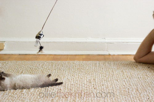 Weee&ndash; PLOP. Welp, that didn&rsquo;t work out too good.  (Ollie the Kitten)