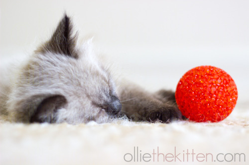 Jingly toy: 1 Ollie: 0, and exhausted. Zzz&hellip; (Ollie the Kitten)