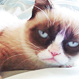 callmechaos:  yourpainfulnightmare:  I can never ignore GrumpyCat  How is it so grumpy looking, and yet so fucking cute?!