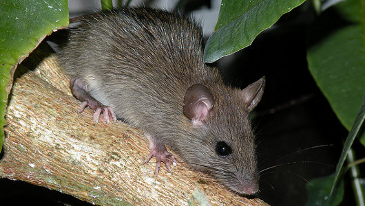 Galapagos to poison 180 million rats
Invasive black rats threaten the endangered wildlife of the Galapagos Islands.
