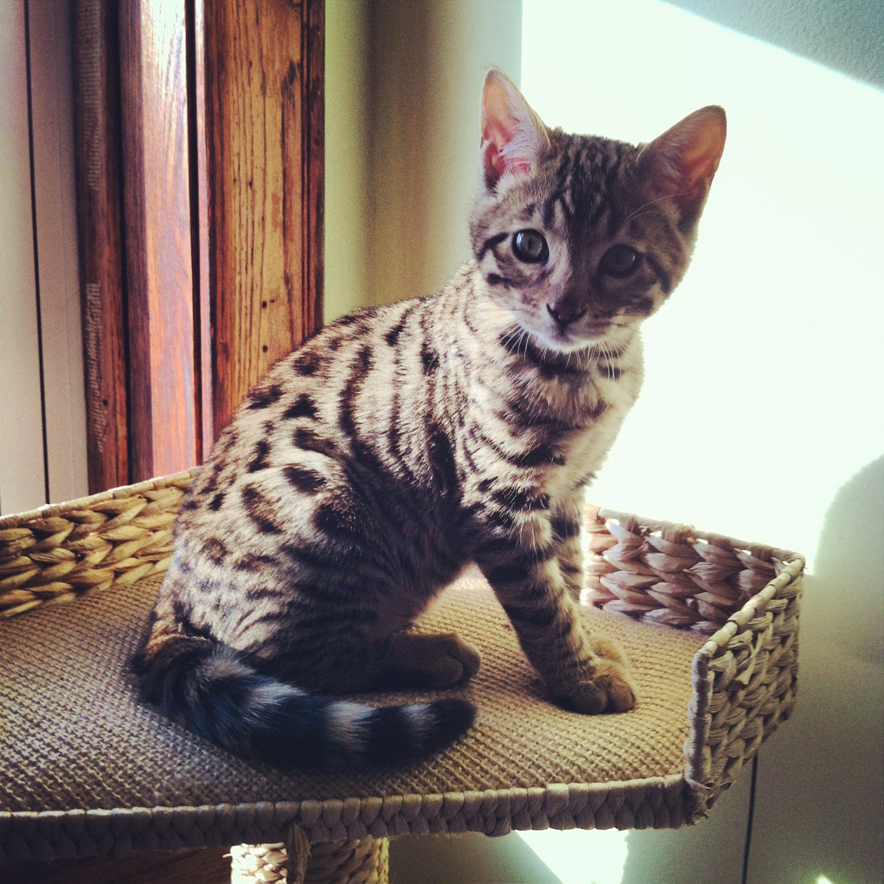 Paper Tiger